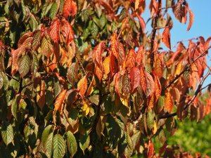 Prunus ‘Kursar’