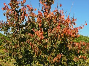 Prunus ‘Kursar’