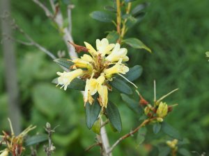 Rhododendron ‘Yellow Hammer’