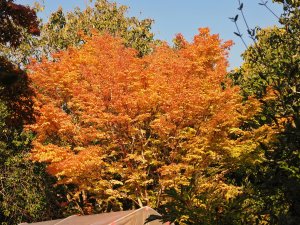 Acer palmatumn ‘Senkaki’ (‘Sango-Kaku’)