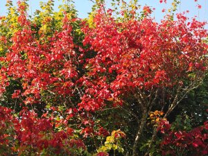 Acer rubrum