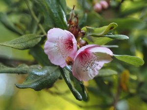 Eucryphia lucida ‘Pink Cloud’