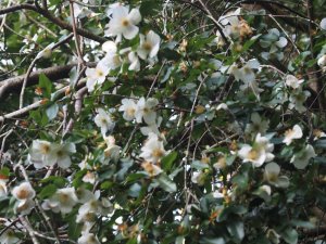 Eucryphia x nymansensis ‘Nymansay’