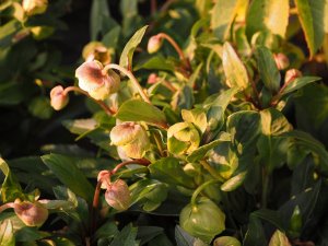 Helleborus x sahinii ‘Winterbells’