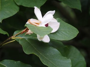 Magnolia sieboldii