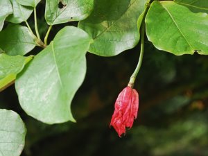 Magnolia sieboldii