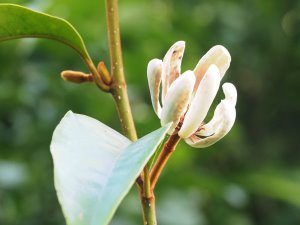 Michelia x foggii ‘Allspice’