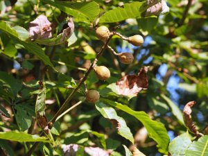 Aesculus wilsonii