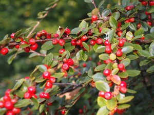 Cotoneaster erratus