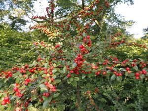 Cotoneaster erratus