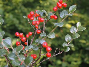 Cotoneaster gonggashanensis