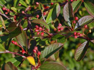 Cotoneaster parneyi