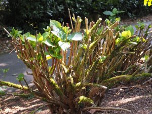 quick regrowth on the hydrangeas