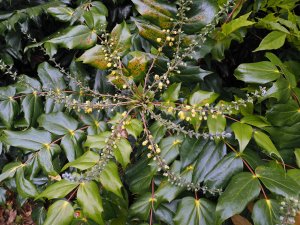 Mahonia japonica