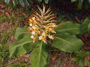 Hedychium