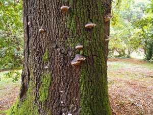 Turkey oak