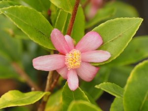 Camellia brevistyla var. rubida (ex Tregrehan)