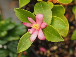 Camellia brevistyla var. rubida (ex Tregrehan)