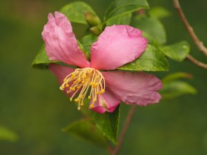 Camellia lutchuensis