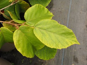 Corylus chinensis