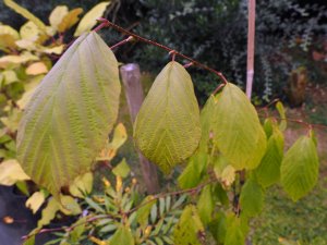 Corylus ferox var. tibetica