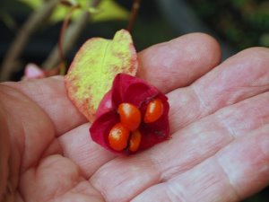 Euonymus maximowiczianus (E. sachalinensis)