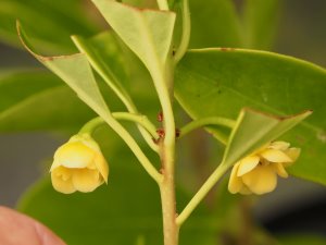 Illicium parviflorum ‘Forest Green’