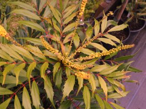 Mahonia ‘Meteor’