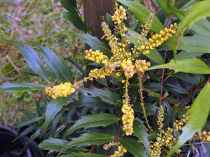 Mahonia ‘Meteor’