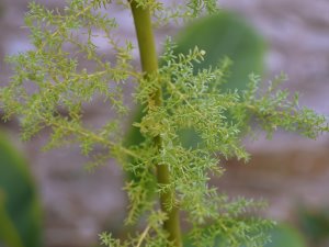 Myricaria germanica