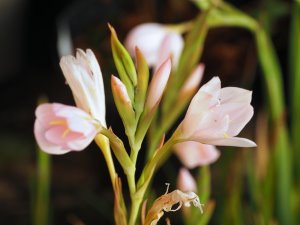 Hesperantha coccinea ‘Snow Maiden’