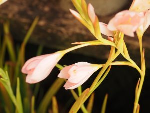 Hesperantha coccinea ‘Snow Maiden’