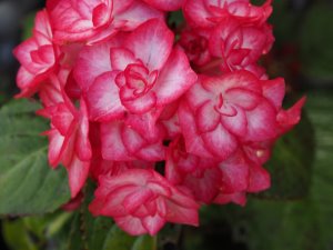 Hydrangea ‘Yulika’