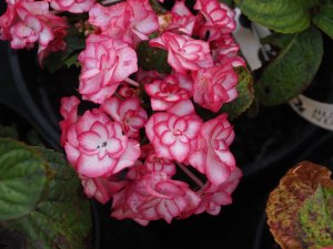 Hydrangea ‘Yulika’