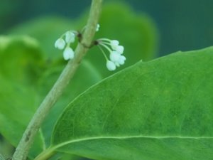 Osmanthus armatus