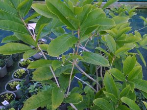 Osmanthus armatus