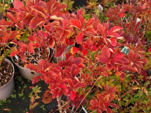 Enkianthus campanulatus ‘Prettycoat’