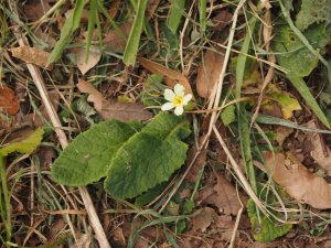 primrose in flower