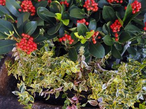Skimmia japonica ‘Veitchii’ and Euonymus fortunei ‘Emerald n’ Gold’