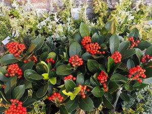 Skimmia japonica ‘Veitchii’ and Euonymus fortunei ‘Harlequin’