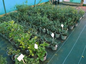 Thirteen different species and varieties of Osmanthus