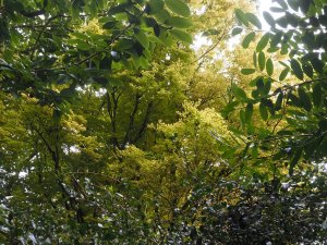 Acer palmatum ‘Senkaki’