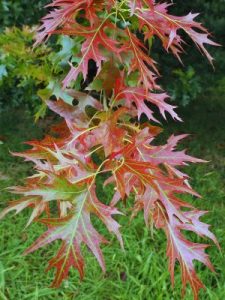 Quercus palustris