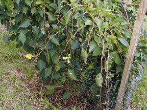 Roe deer nibbling on a pendulous Styrax