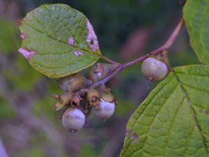 Styrax shiraianus