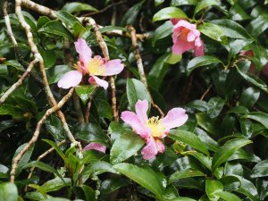 first Camellia sasanqua