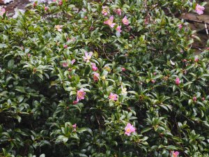 first Camellia sasanqua