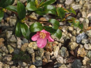 Camellia sasanqua
