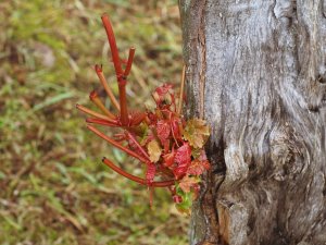 Acer morifolium