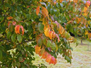 Carpinus caroliniana